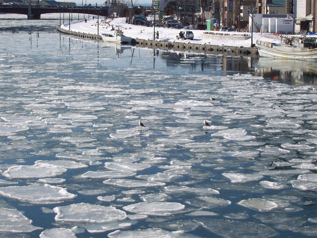 Fat seagulls using ice chunks for rafts.