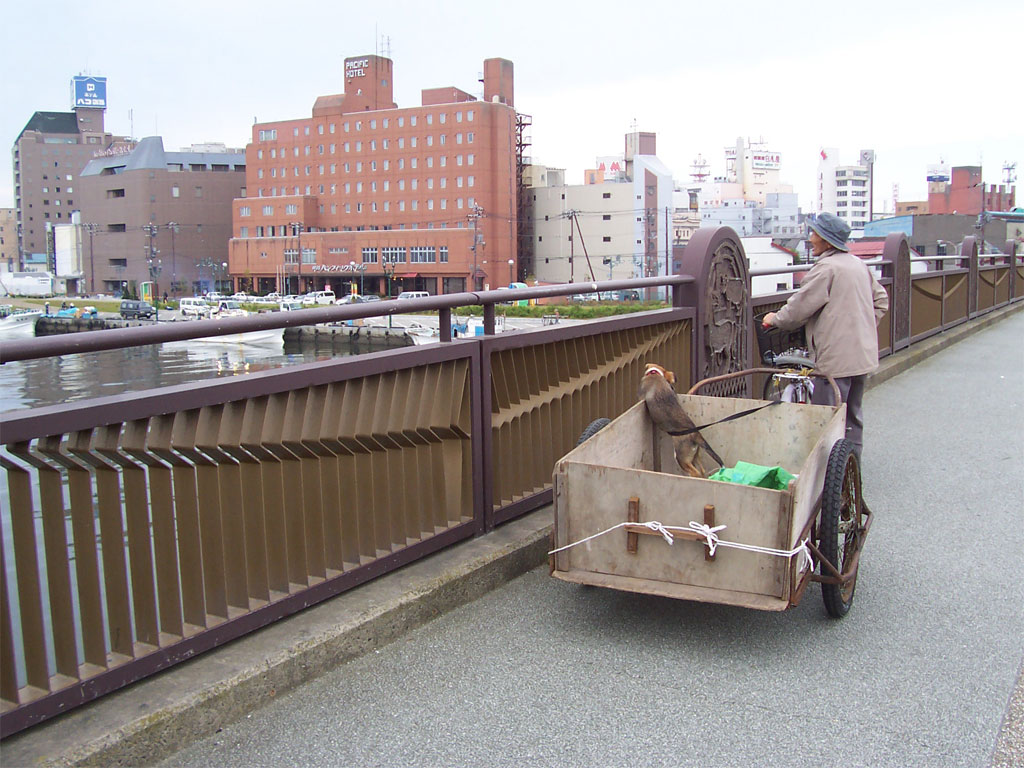 An old man with his dog in a rickshaw behind him, taking a break to look out over the river.